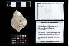 Foto (Objekt + Etikett) von Longodromites excisus (von Meyer, 1857)  (NHMW-GEO-2014-0194-0015)